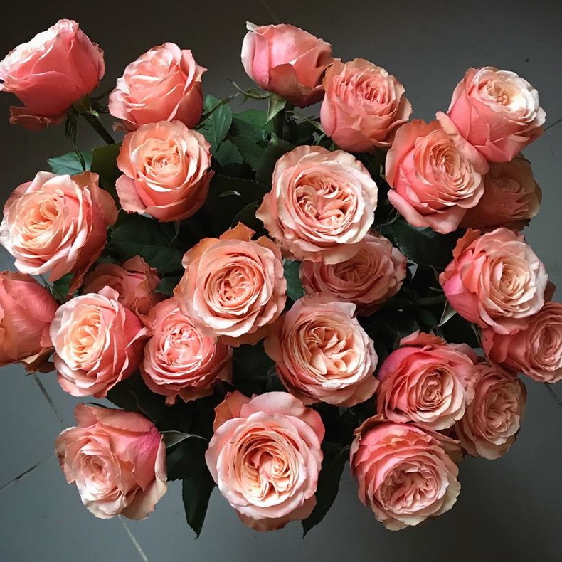 Розы сорта Кахала