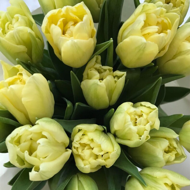 Букет из желтых тюльпанов Верона
