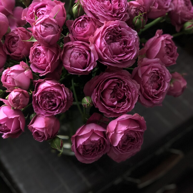 Розы кустовые сорта Мисти Баблз