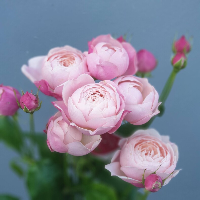 Розы кустовые сорта Сильва Пинк